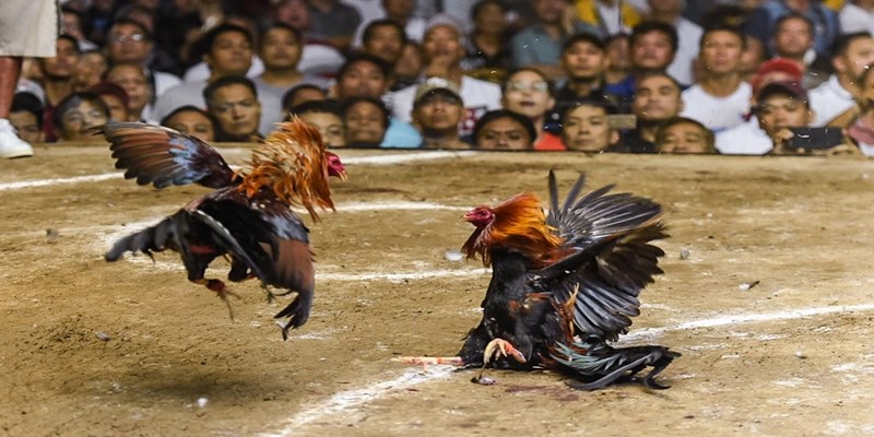 Lưu ý khi tham gia chơi đá gà truyền thống 58WIN